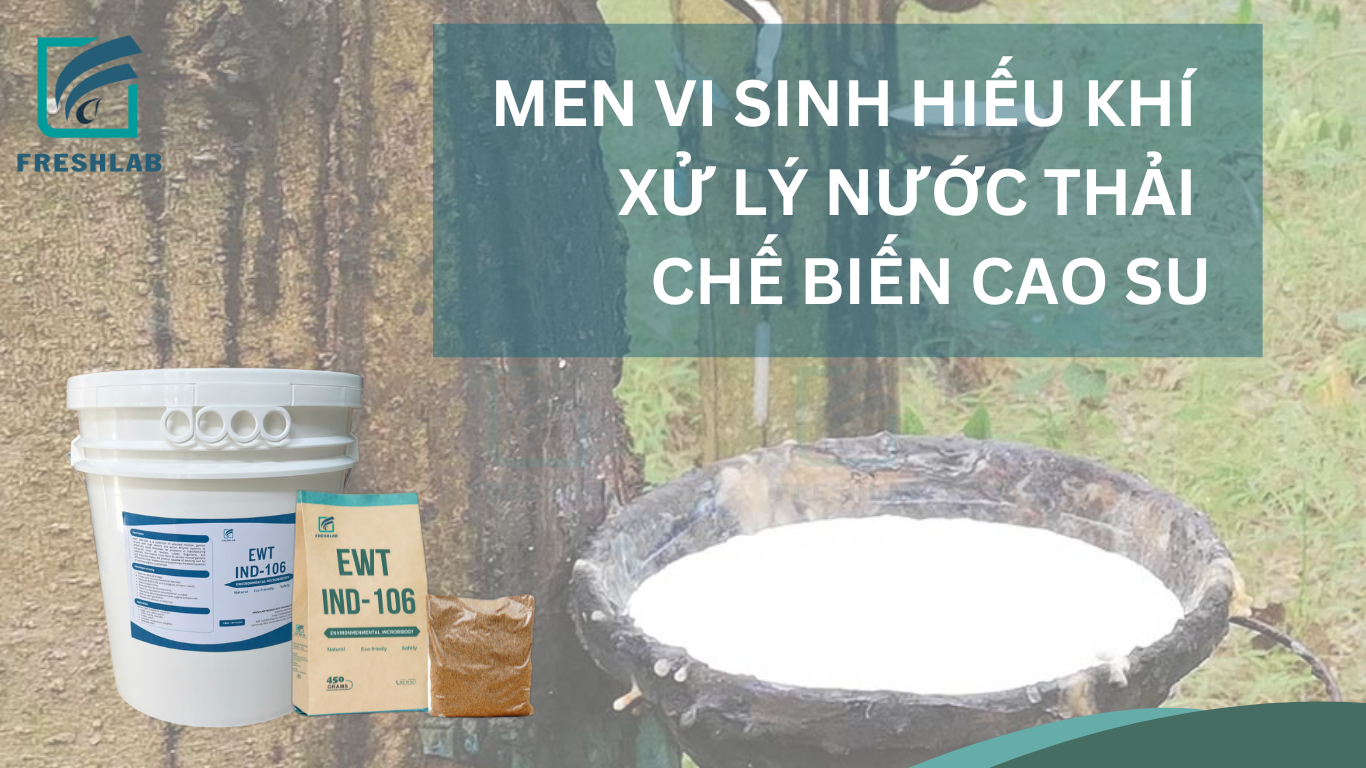 Men vi sinh hiếu khí xử lý nước thải chế biến cao su