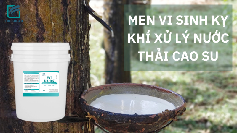 Men vi sinh kỵ khí xử lý nước thải chế biến cao su