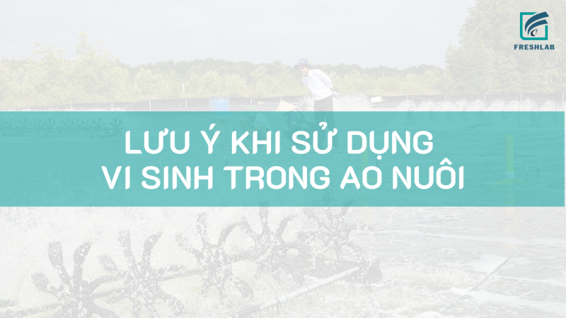 7 lưu ý khi sử dụng vi sinh trong ao nuôi thủy sản