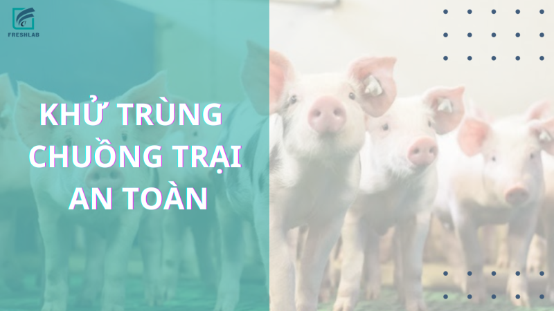 Nano bạc - Chất khử trùng an toàn trong chăn nuôi