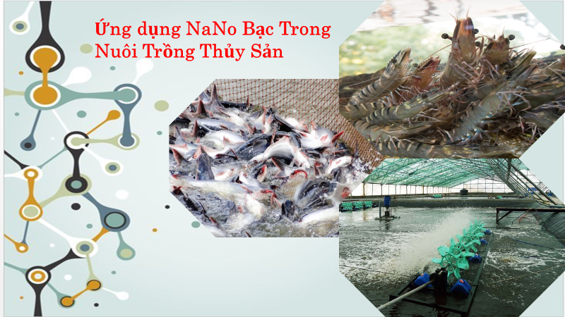 Nano Bạc- Câu chuyện thay thế thuốc kháng sinh trong nuôi trồng thủy sản