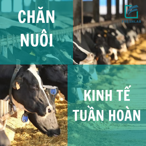 Chăn nuôi theo hướng kinh tế tuần hoàn