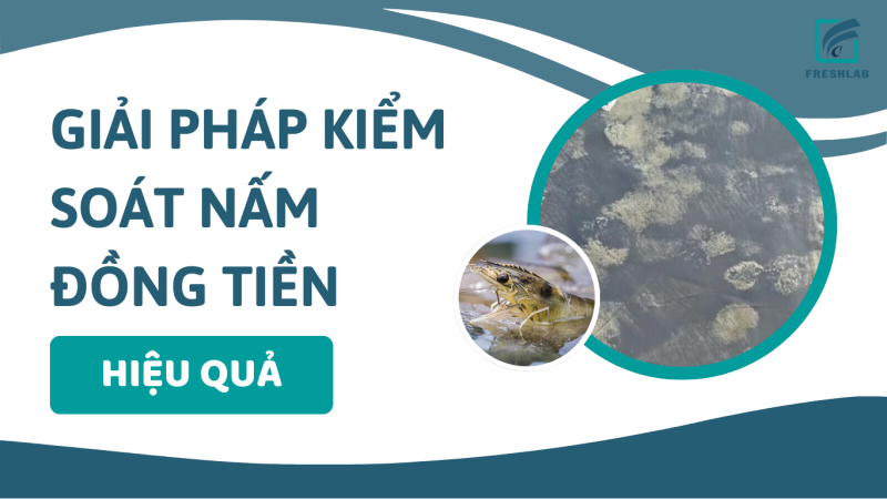 Kiểm soát nấm đồng tiền trong ao tôm