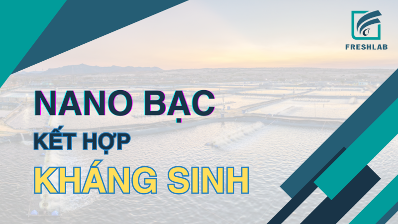 Nano bạc kết hợp với kháng sinh giúp tăng cường hiệu quả diệt khuẩn