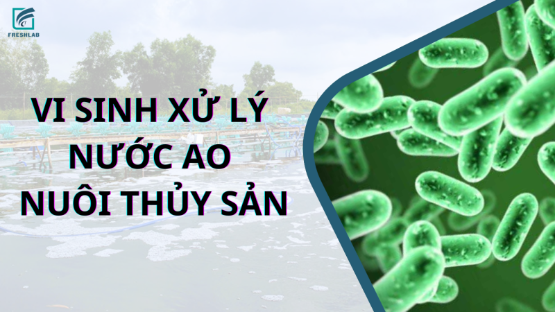 Vi sinh xử lý nước ao nuôi