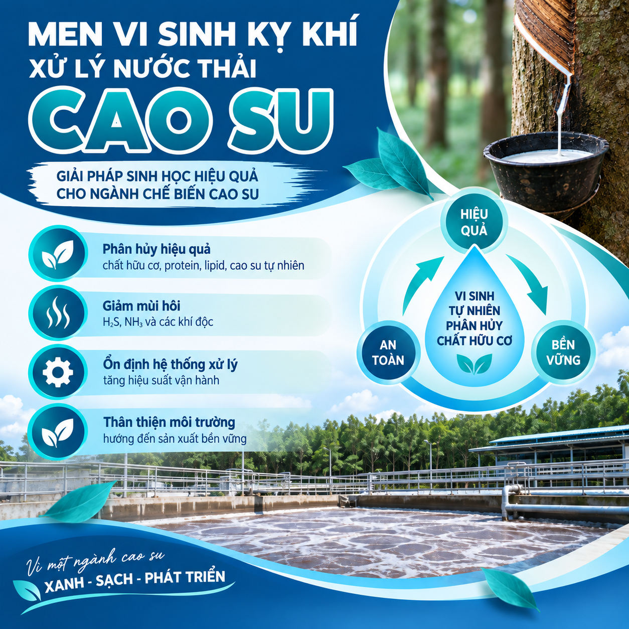 Men vi sinh kỵ khí xử lý nước thải cao su