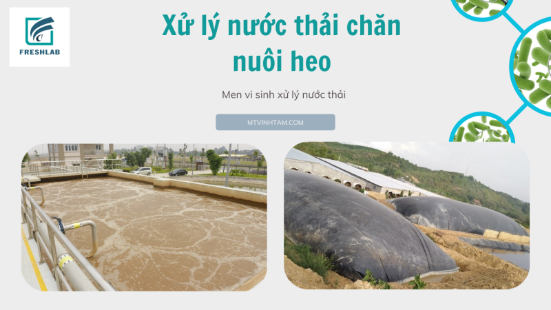 men vi sinh xử lý nước thải chăn nuôi