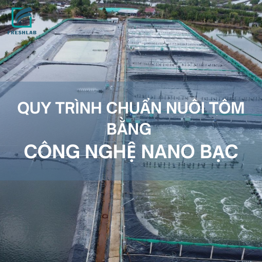 QUY TRÌNH CHUẨN NUÔI TÔM THẺ VÀ TÔM SÚ BẰNG CÔNG NGHỆ NANO BẠC