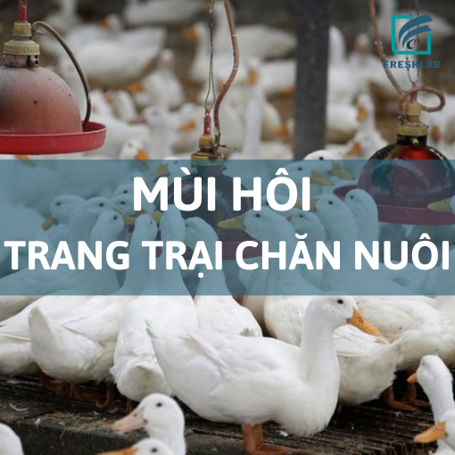 Xử lý mùi hôi trang trại chăn nuôi