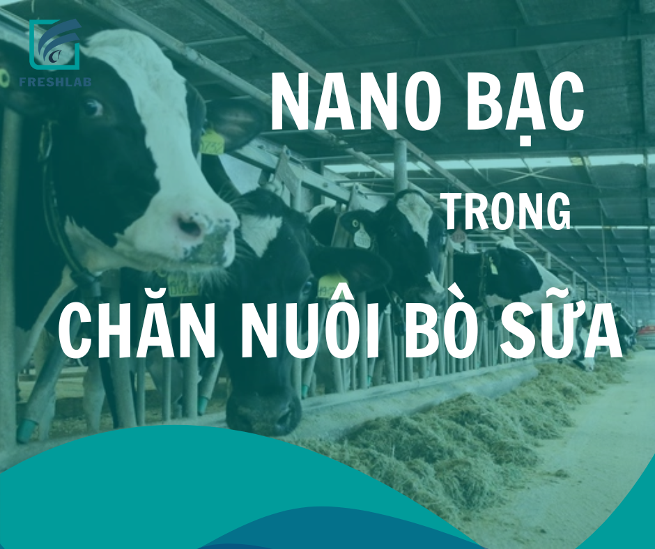 Nano bạc - Hiệu quả trong phòng và trị bệnh viêm móng bò sữa